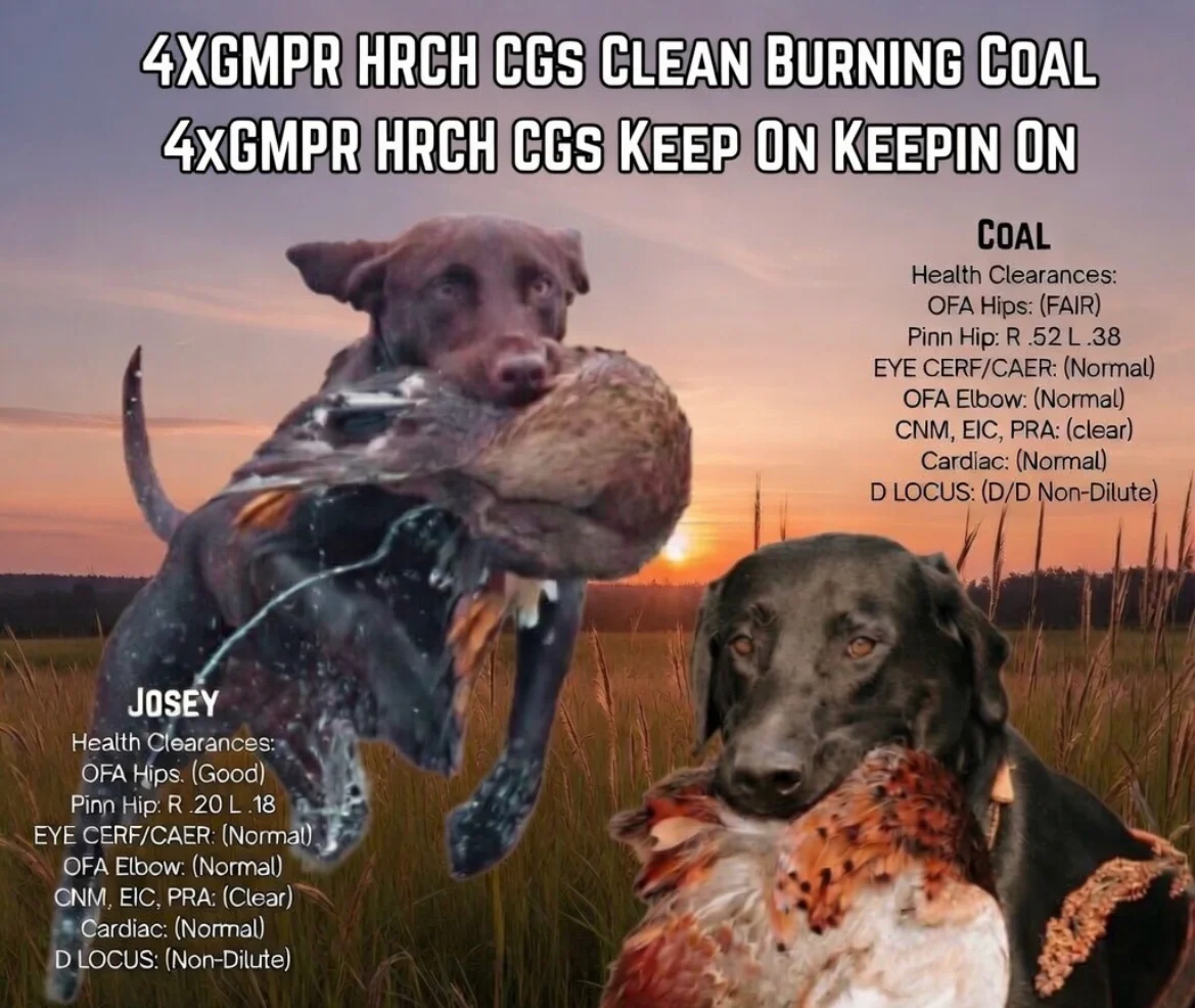 Green Creek Labradors litter announcement - chocolate and black Lab puppies