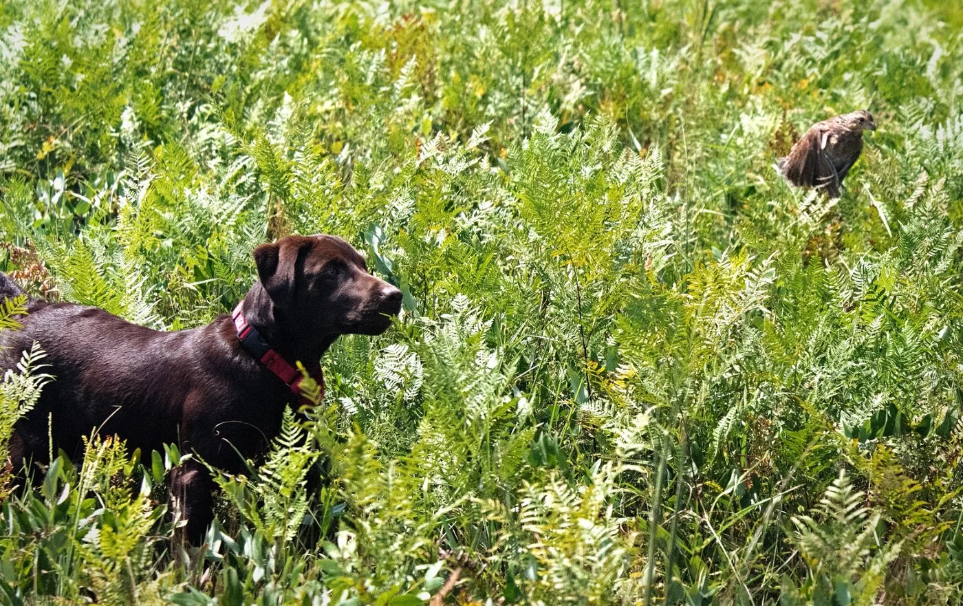 Pointing Labrador on point in upland cover
