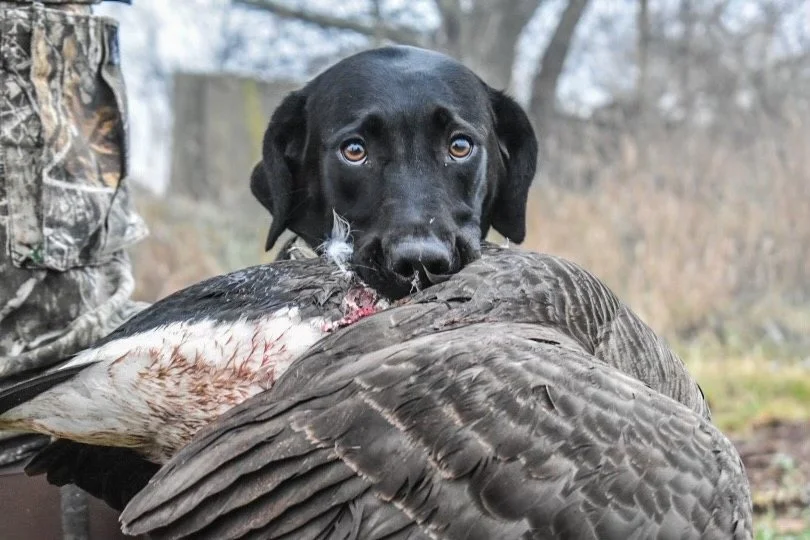 Labrador Retriever retrieving goose during waterfowl hunt