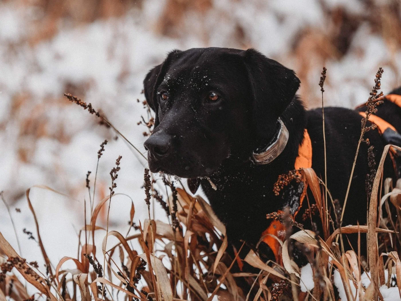 Hunter with pointing Lab in the field at dusk
