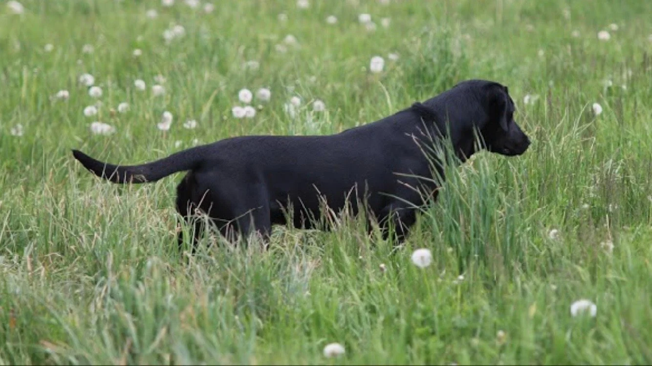 pointing Lab pup showing natural instinct