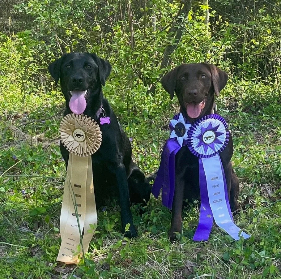 Green Creek Labradors with hunt test award ribbons